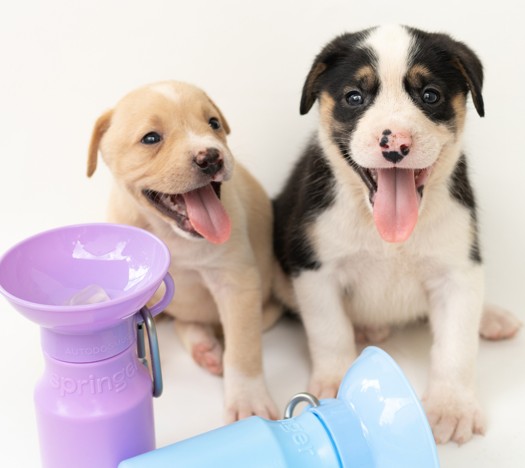 5 Best Dog Water Bottle Picks for Keeping Your Pup Hydrated On The Go