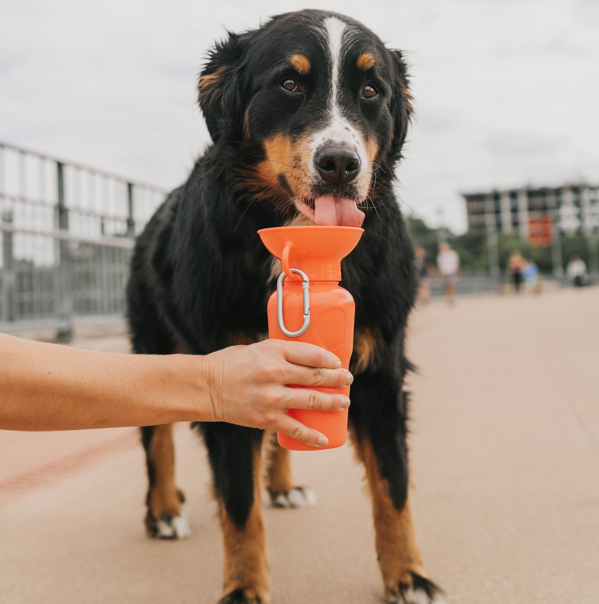 The 7 Best Portable Dog Water Bottles of 2024