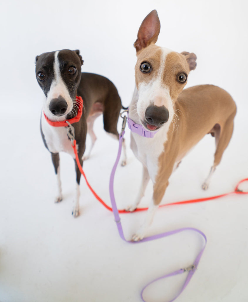 Online Collar+Leash White, BioThane set for the Italian Greyhound