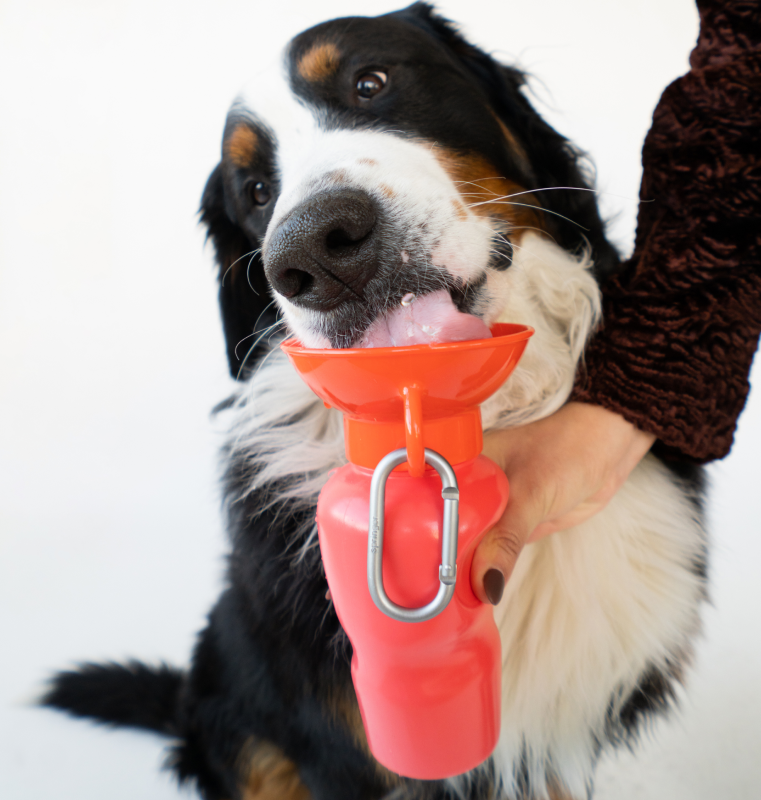 A hand is holding a water bottle, and a dog is drinking water in that bottle.