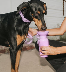 Travel Water Bottle for Dogs (15oz) - Lilac