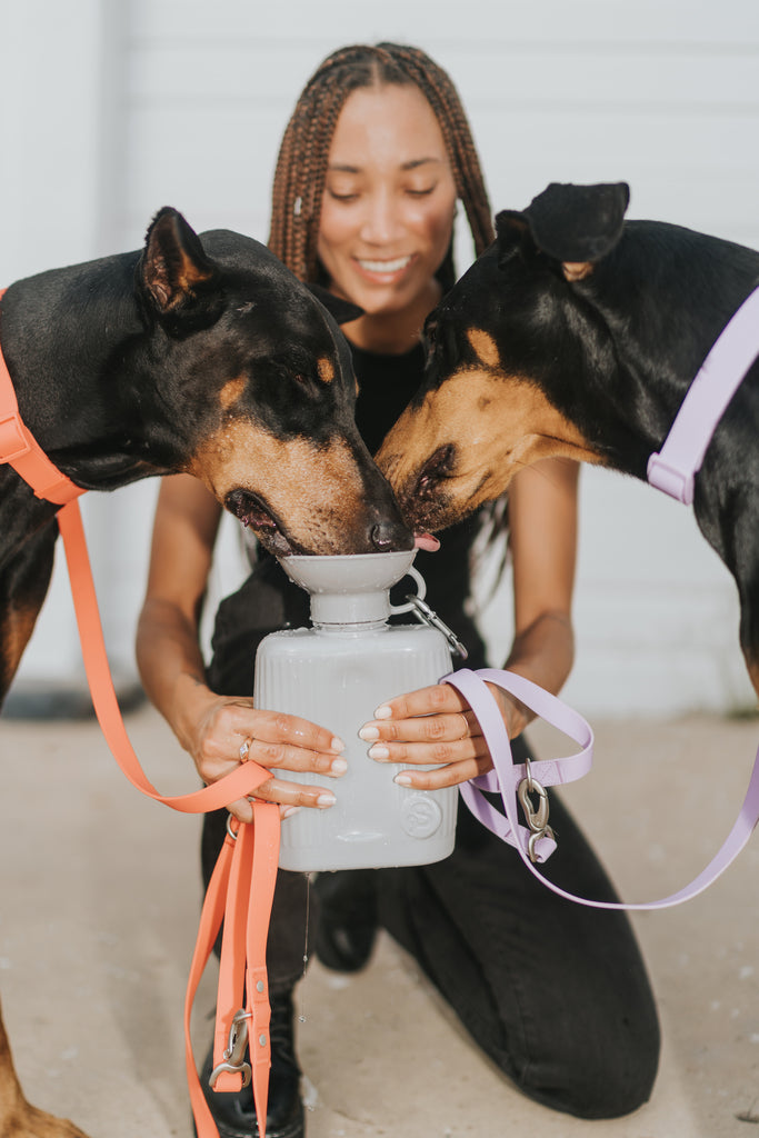 Boomer N Chaser Pets 0.092 Gal. Small Stainless Steel and Plastic Fin Cap Travel  Water Bottle in Silver and Black (Set of 6) BNC-10010-6 - The Home Depot