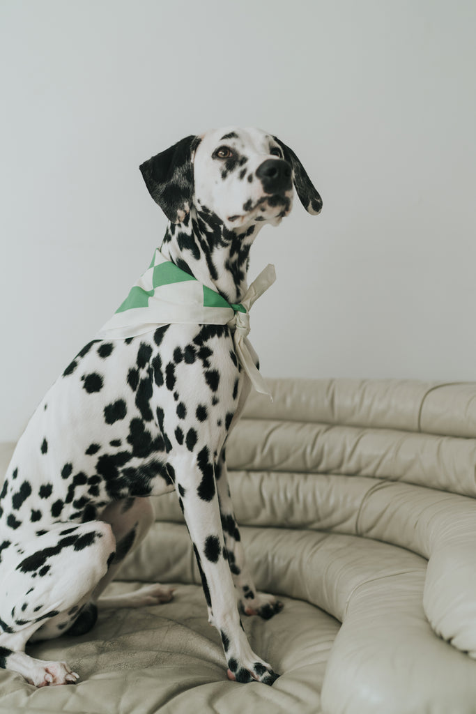 Checkered clearance dog bandana